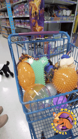 POOCHES COLLECTION